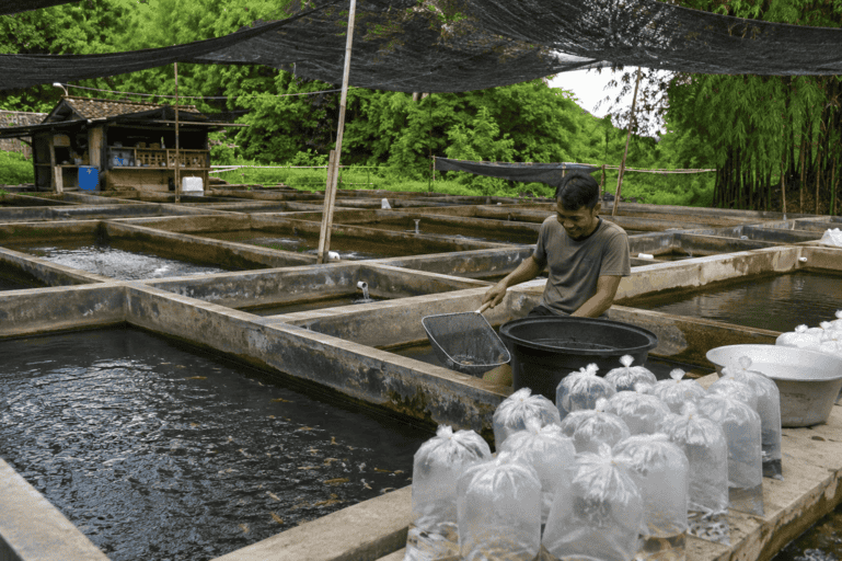 bibit ikan air tawar unggul